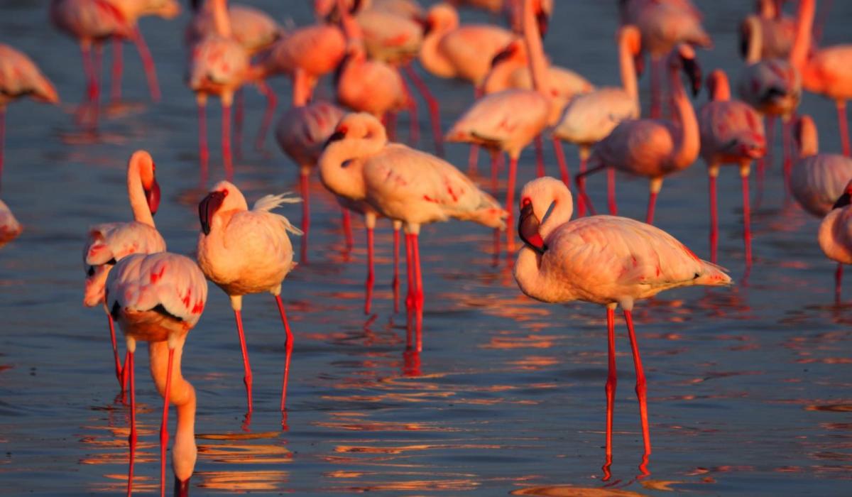 Lesser Flamingos (c) Adrian Hinkle Lesser Flamingos (c) Adrian Hinkle