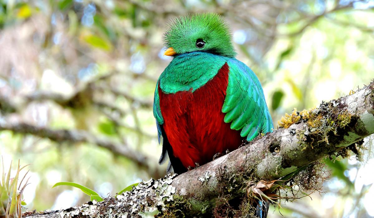 The amazing Resplendent Quetzal. Photo: Diego Quesada