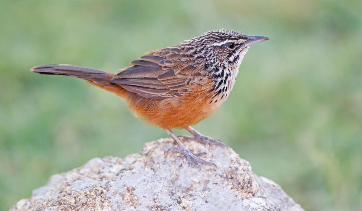 Rockrunner (c) Tertious A. Gous