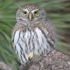 Northern Pygmy-Owl (c) Chris Charlesworth