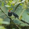 Red-faced Malkoha (c) Rajiv Welikala