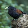 Green-billed Coucal (c) Rajiv Welikala