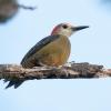 Jamaican Woodpecker (c) Chris Charlesworth