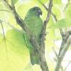 Black-billed Parrot (c) Chris Charlesworth