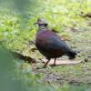 Crested Quail-Dove (c) Chris Charlesworth