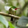 Jamaican Tody (c) Chris Charlesworth