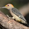 Golden-fronted Woodpecker. Salineno, Texas. 2020 (c) Chris Charlesworth