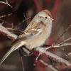 American Tree Sparrow (C) Chris Charlesworth