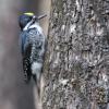 Black-backed Woodpecker (C) Chris Charlesworth