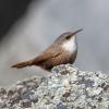 Canyon Wren (c) Chris Charlesworth