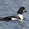 Barrow's Goldeneye (c) Chris Charlesworth