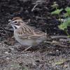 Lark Sparrow (c) Chris Charlesworth