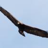 Golden Eagle (c) Chris Charlesworth