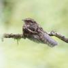 Blackish Nightjar (c) Chris Charlesworth