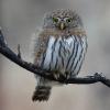 Northern Pygmy-Owl (c) Chris Charlesworth
