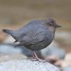 American Dipper can be found along streams, creeks and rivers. Photo (C) Chris Charlesworth.
