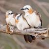 Bare-cheeked Babblers (c) Tertious A. Gous