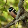 Black-and-yellow Broadbill (c) Avery Bartels