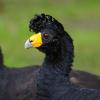Black Curassow (c) Leon Moore