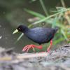 Black Crake (c) Chris Charlesworth