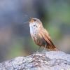 Canyon Wren (c) Chris Charlesworth