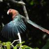 Chestnut-breasted Malkoha (c) Avery Bartels