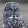 Great Gray Owl (c) Chris Charlesworth