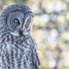 Great Gray Owl. Alberta (C) Joachim Bertrands.