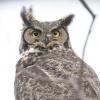 Great Horned Owl (C) Chris Charlesworth