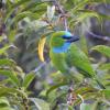 Golden-naped Barbet (c) Avery Bartels