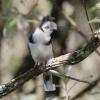 Gray-crested Helmetshrike (c) Tim Snieder