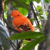 Guianan Cock-of-the-rock (c) Avery Bartels