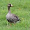 Greater White-fronted Goose (c) Chris Charlesworth