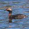 Horned Grebe (c) Chris Charlesworth