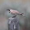 Horned Lark (c) Chris Charlesworth
