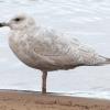 'Kumlien's' Iceland Gull (c) Chris Charlesworth