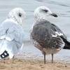 Lesser Black-backed Gull (right), California Gull (left) (c) Chris Charlesworth