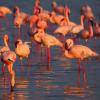 Lesser Flamingos (c) Adrian Hinkle