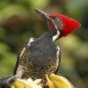 Lineated Woodpecker. Costa Rica. November 2022 (c) Chris Charlesworth