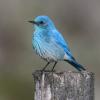 Mountain Bluebird (c) Chris Charlesworth