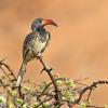 Monteiro's Hornbill (c) Tertious A. Gous