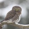 Northern Pygmy-Owl (c) Chris Charlesworth