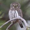 Northern Pygmy-Owl (C) Chris Charlesworth