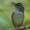 Guianan Warbling-Antbird (c) Leon Moore