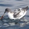 Pintado Petrel (c) Chris Charlesworth
