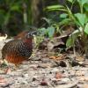 Sabah Partridge (c) Avery Bartels