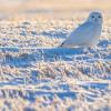 Snowy Owl. Alberta. (C) Joachim Bertrands.