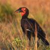 Southern Ground Hornbill (c) Dominic Cormier