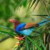Sri Lanka Blue Magpie (c) Rajiv Welikala