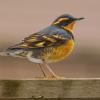 Varied Thrush, a common bird of forests on Vancouver Island. Photo (C) Joachim Bertrands.